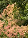 Smoke Tree in the Hot South